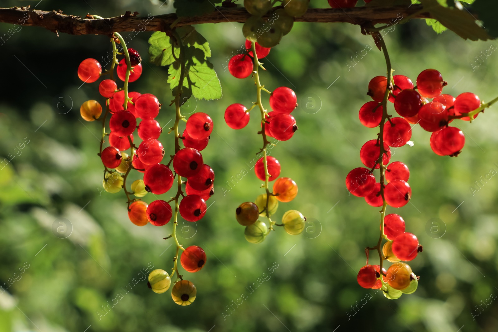 Photo of Closeup view of red currant bush with ripening berries outdoors on sunny day