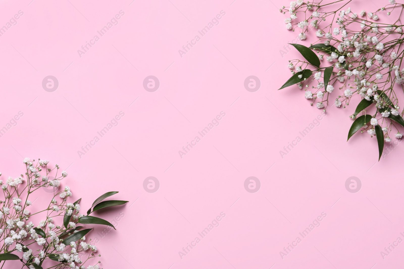 Photo of Beautiful gypsophila and green leaves on pink background, flat lay. Space for text