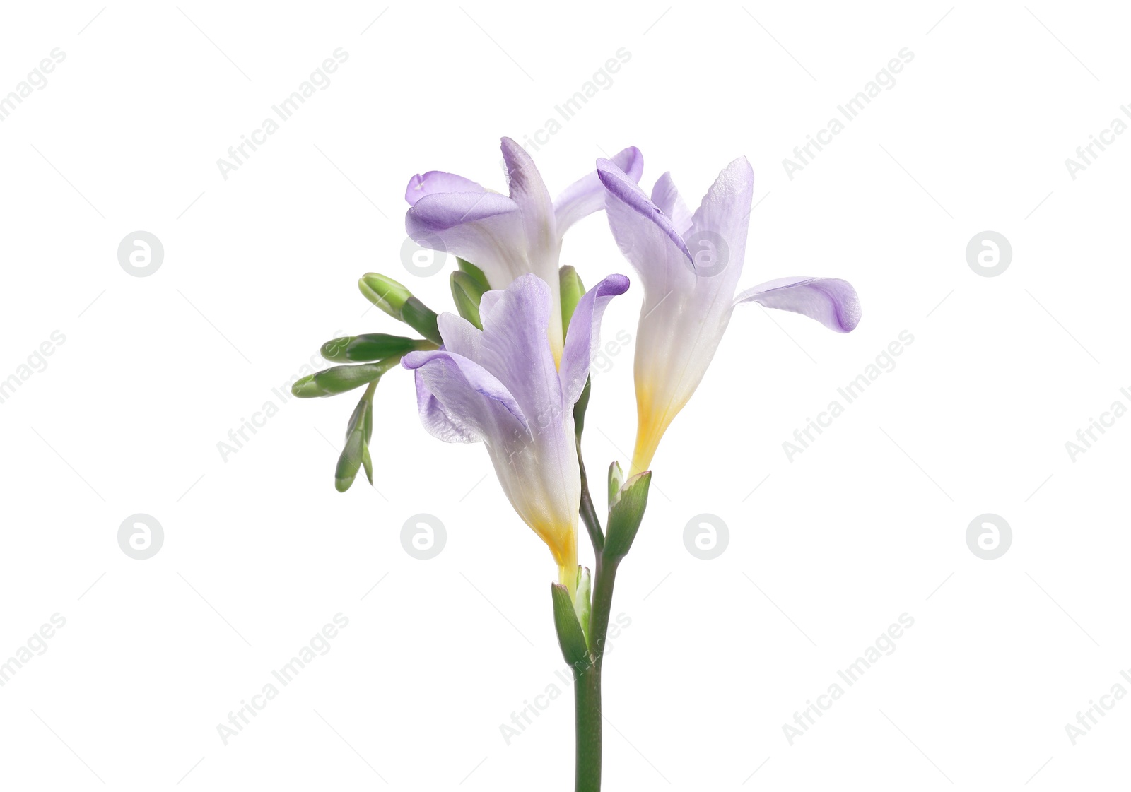 Photo of Beautiful violet freesia flower isolated on white