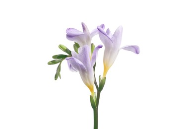 Photo of Beautiful violet freesia flower isolated on white