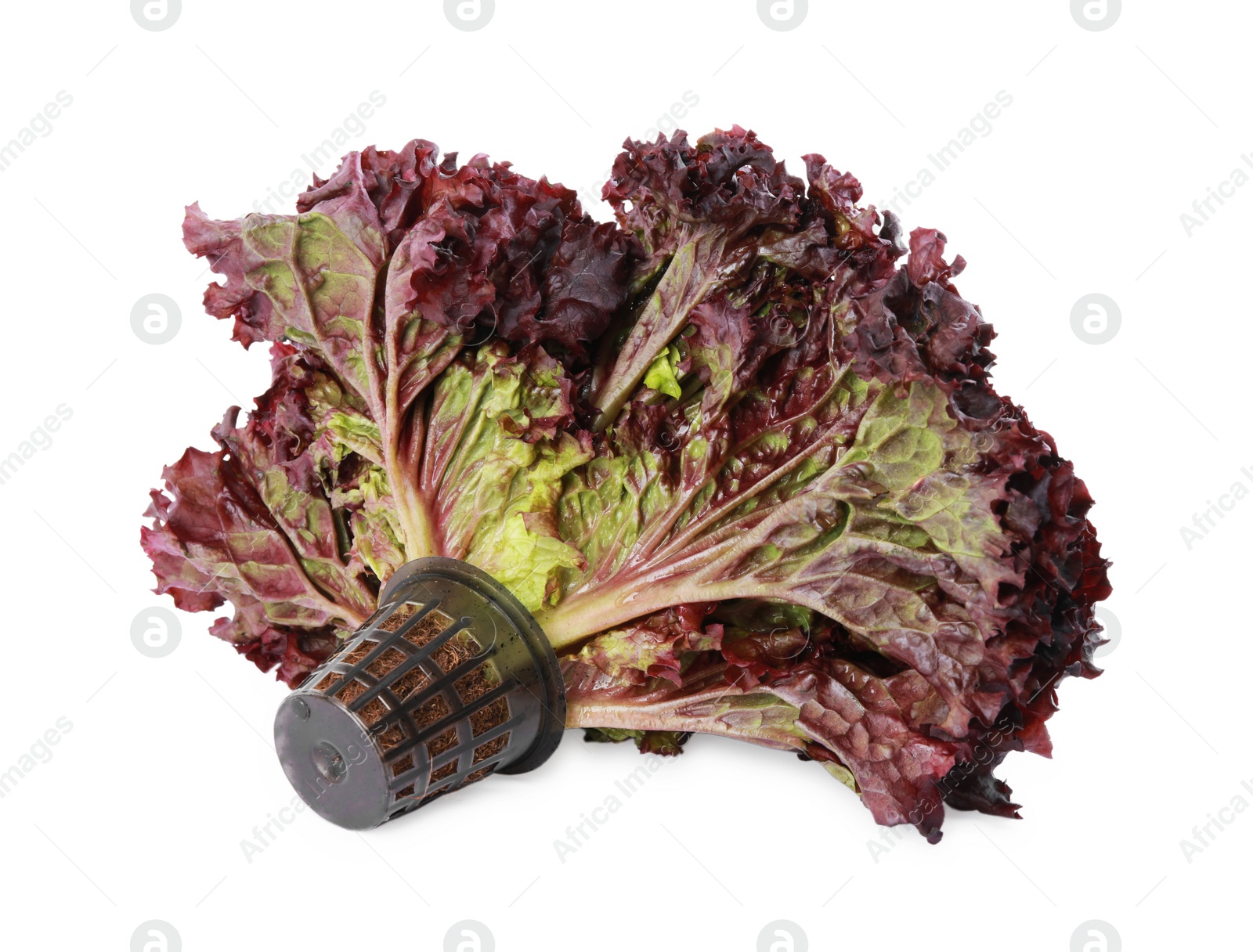 Photo of Head of fresh red coral lettuce in plastic container isolated on white