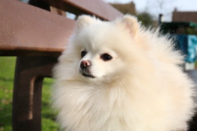 Cute fluffy Pomeranian dog on wooden bench outdoors. Lovely pet