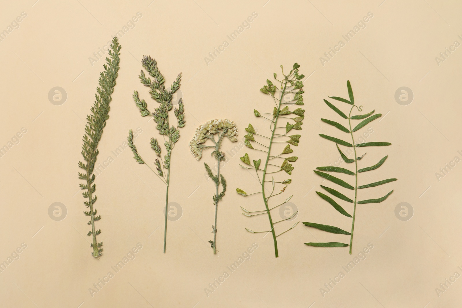 Photo of Pressed dried flowers on beige background. Beautiful herbarium