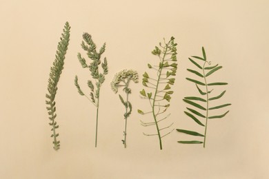 Photo of Pressed dried flowers on beige background. Beautiful herbarium