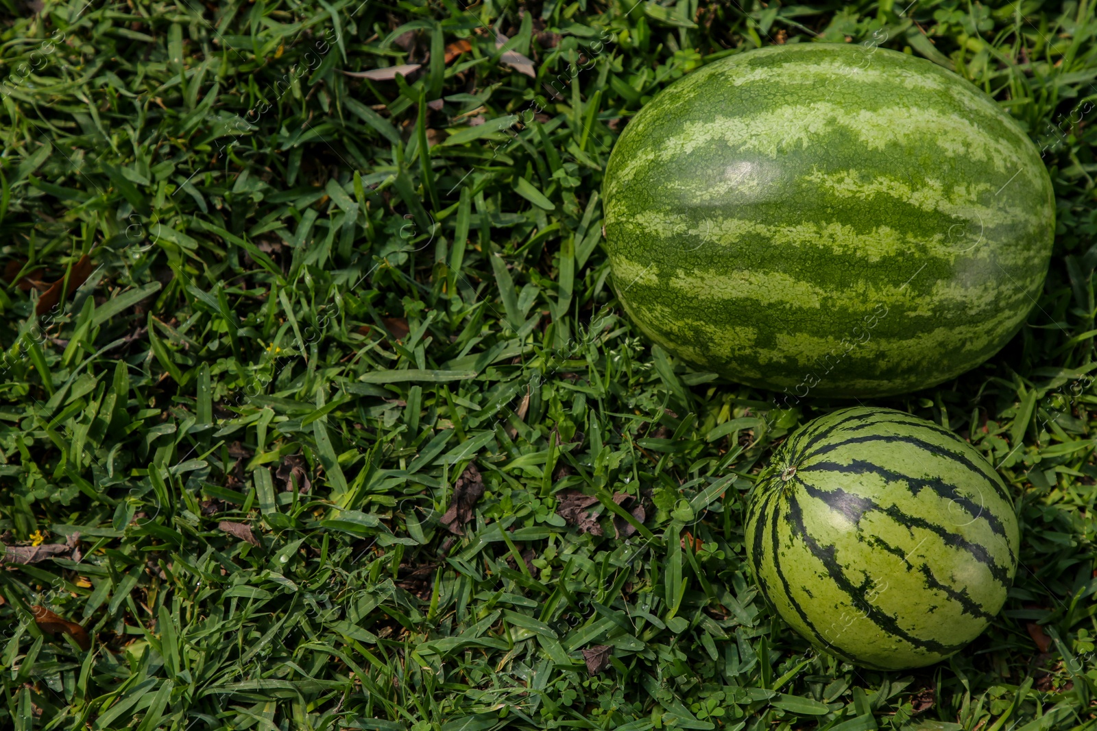 Photo of Different delicious ripe watermelons on green grass outdoors, flat lay. Space for text