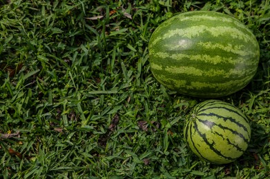 Photo of Different delicious ripe watermelons on green grass outdoors, flat lay. Space for text
