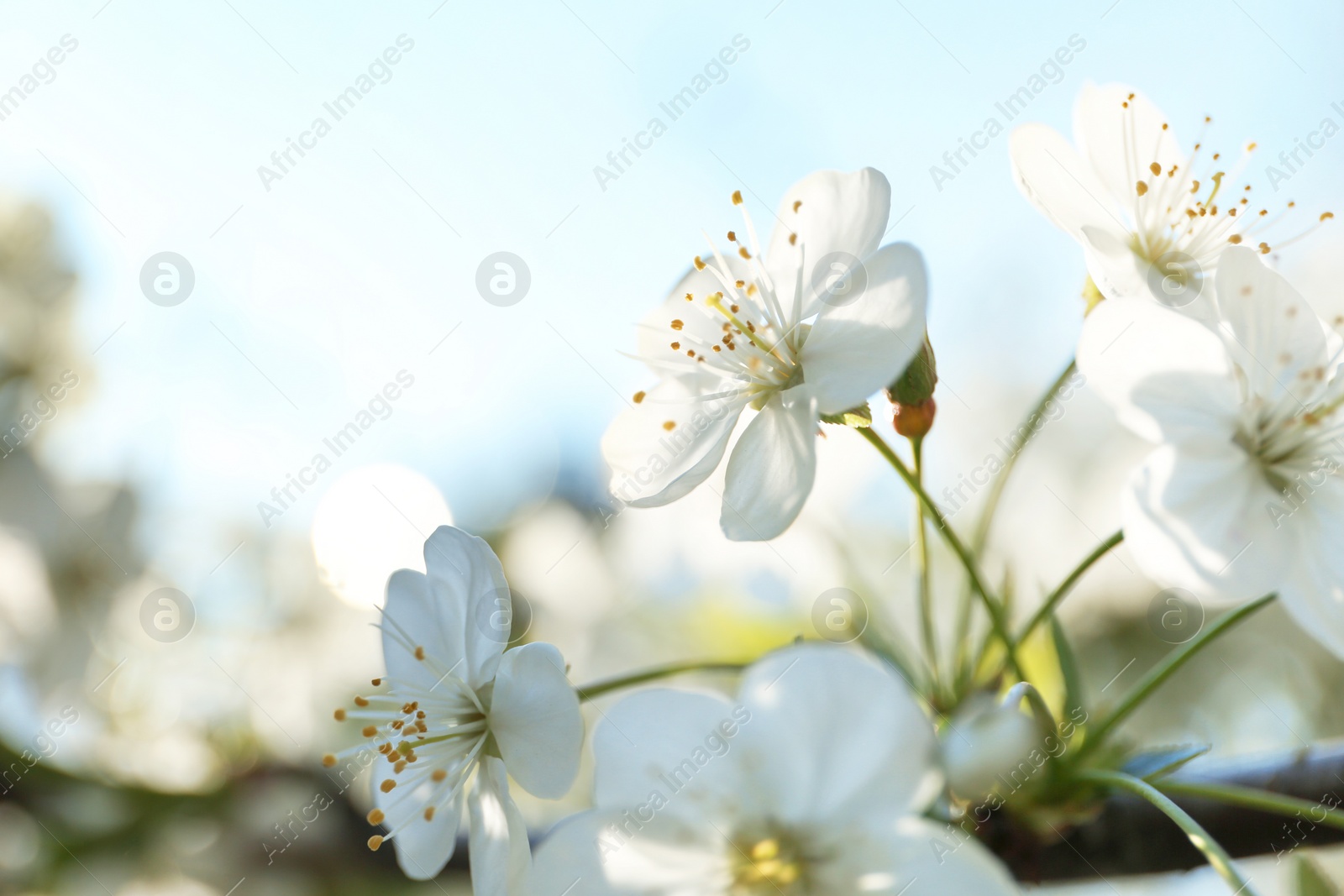 Photo of Blossoming cherry tree, closeup