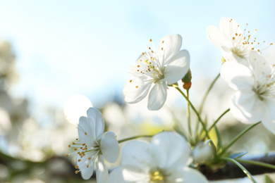 Blossoming cherry tree, closeup