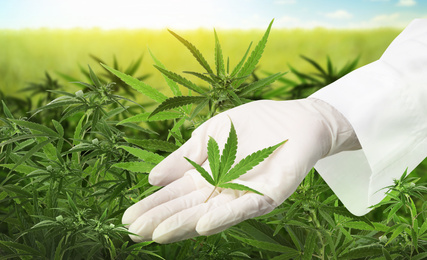 Image of Doctor holding fresh hemp leaf in field, closeup