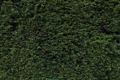 Photo of Closeup view of beautiful juniper shrub with green branches