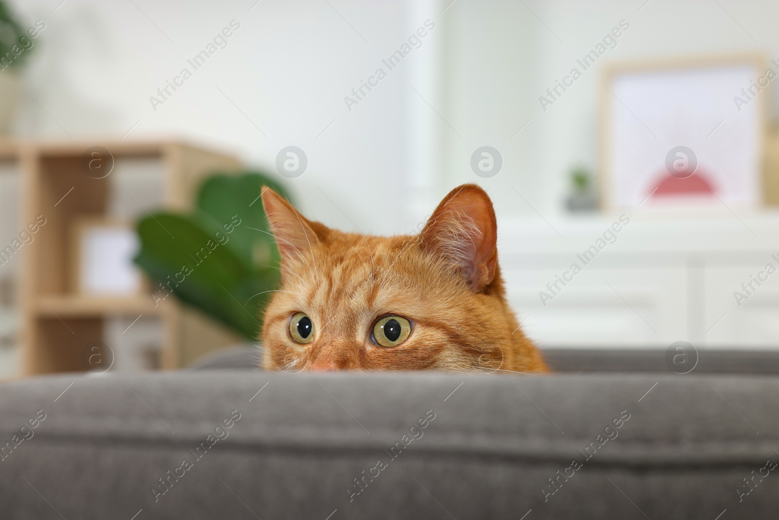 Photo of Cute ginger cat lying on armchair at home