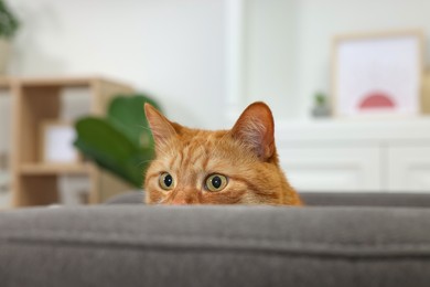 Photo of Cute ginger cat lying on armchair at home