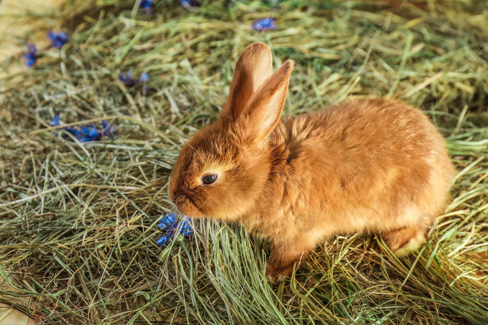 Photo of Adorable red rabbit on straw with flowers