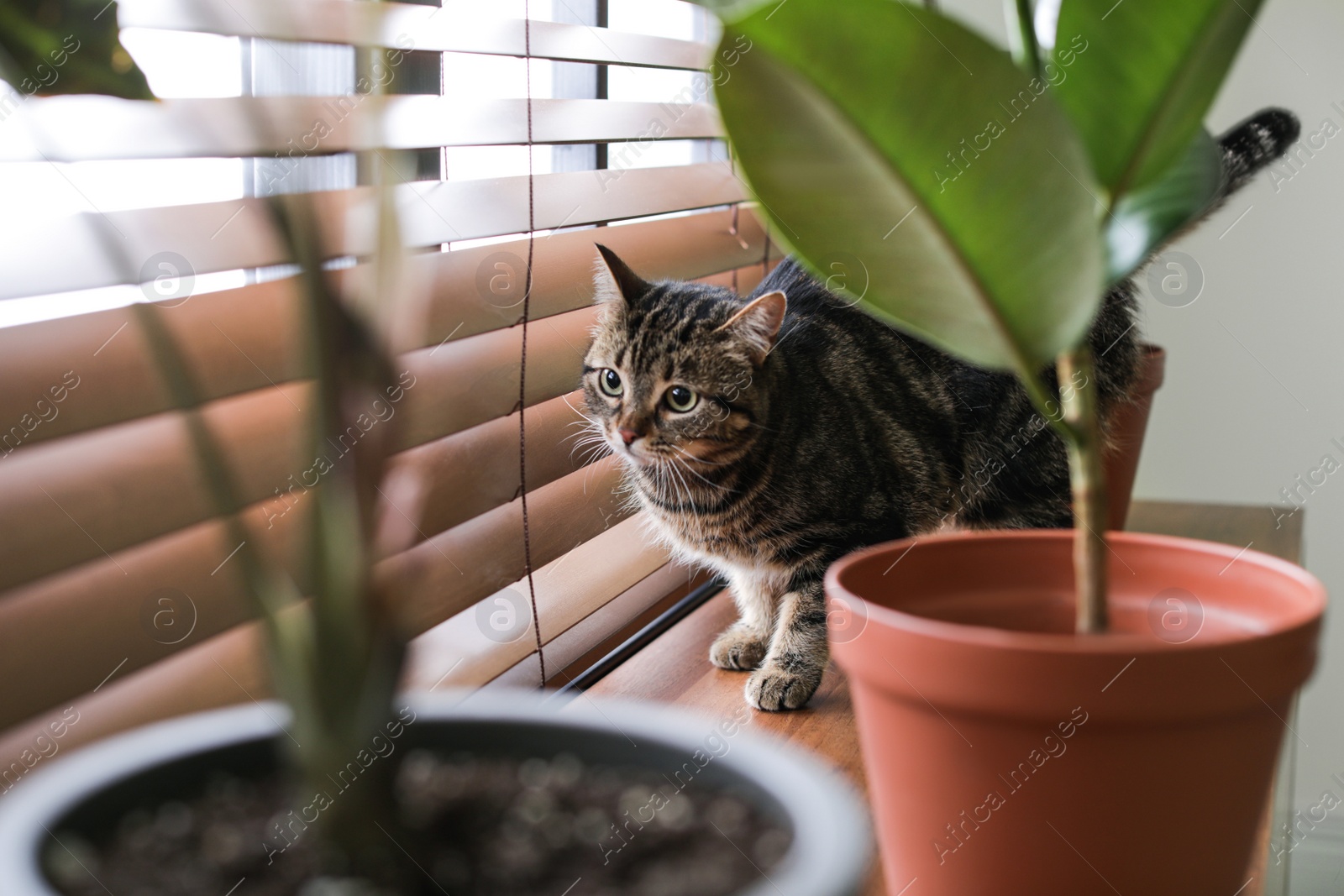 Photo of Adorable cat and houseplants on window sill at home