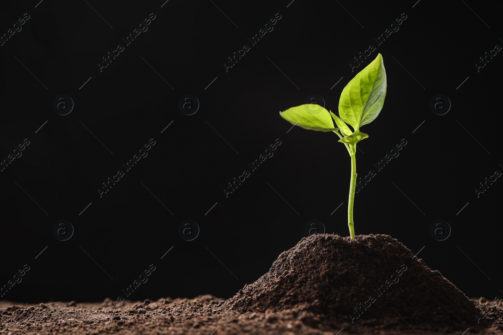 Photo of Young seedling in soil on black background, space for text