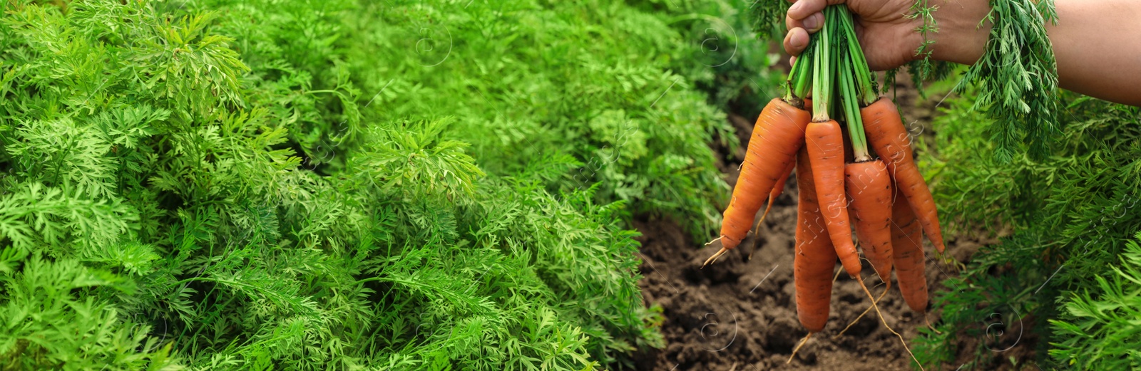 Image of Woman holding bunch of fresh ripe carrots on field, closeup with space for text. Banner design 