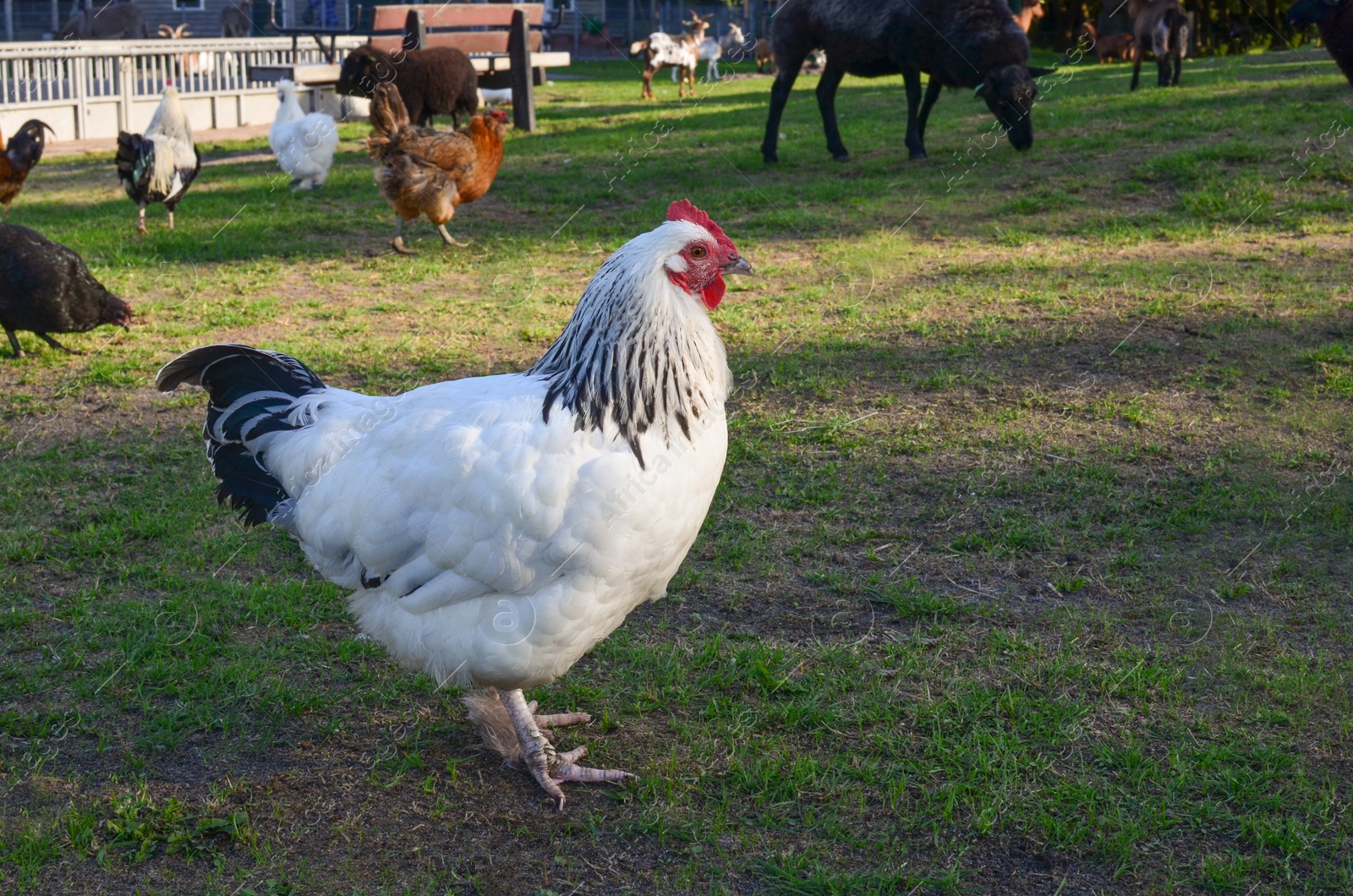 Photo of Cute hen, sheep and goats in petting zoo on sunny day, space for text