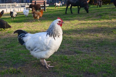 Cute hen, sheep and goats in petting zoo on sunny day, space for text