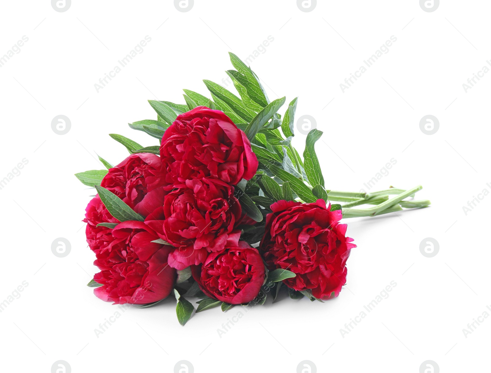 Photo of Bouquet of beautiful red peonies isolated on white