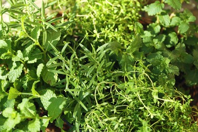 Photo of Fresh mint, thyme and rosemary outdoors, closeup. Aromatic herbs