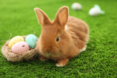 Photo of Adorable fluffy bunny and decorative nest with Easter eggs on green grass, closeup