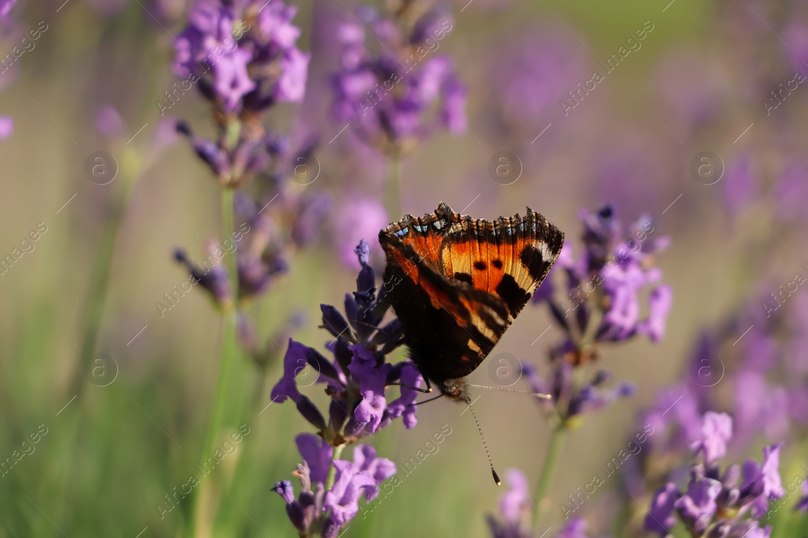 Photo of Closeup view of beautiful lavender with butterfly in field on sunny day