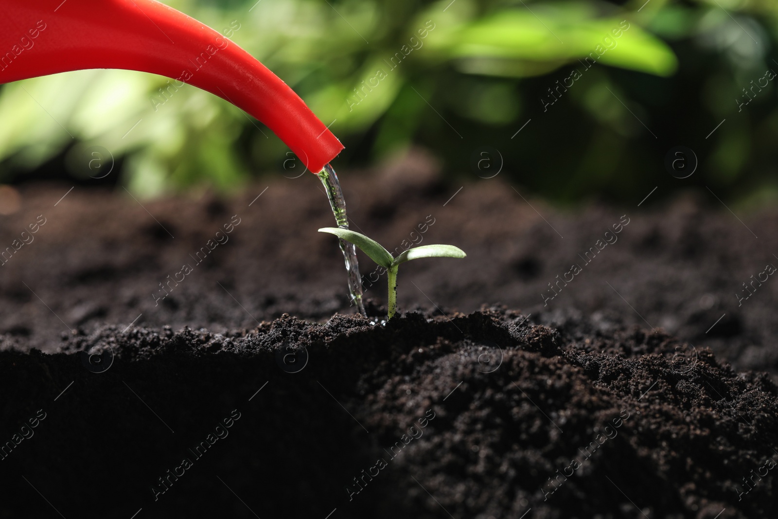 Photo of Watering young seedling in fertile soil, closeup