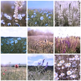 Image of Collage with photos of different beautiful wild flowers