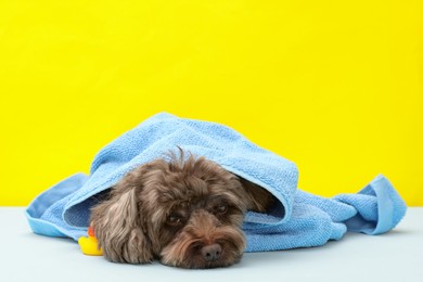 Photo of Cute Maltipoo dog wrapped in towel and bath duck on yellow background, space for text. Lovely pet