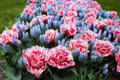 Many beautiful tulip and muscari flowers growing outdoors, closeup. Spring season