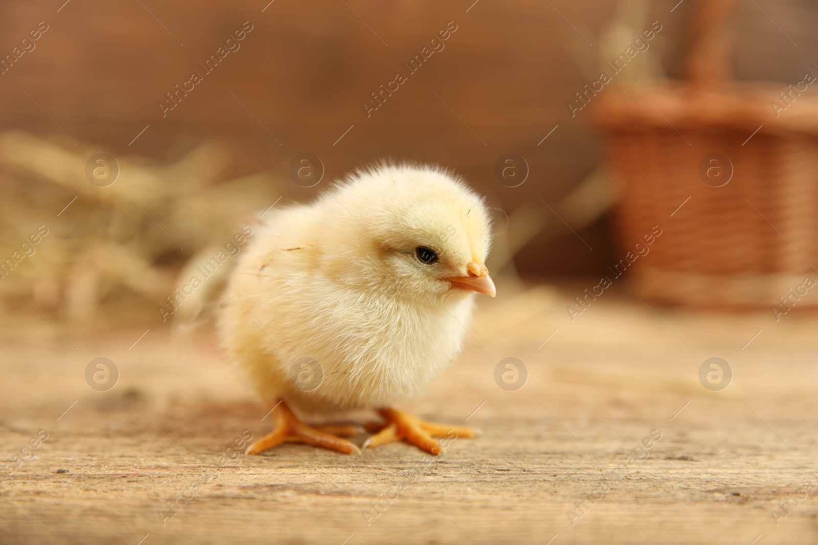 Photo of Cute chick on wooden table. Baby animal