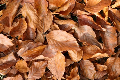 Photo of Pile of fallen autumn leaves on ground, top view