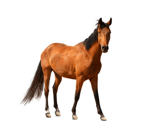 Image of Bay horse standing on white background. Beautiful pet
