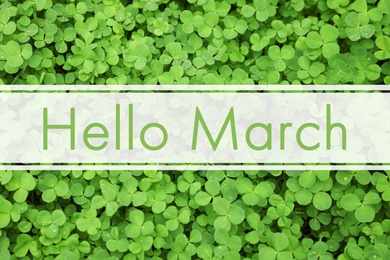 Image of Hello March. Green clover leaves as background