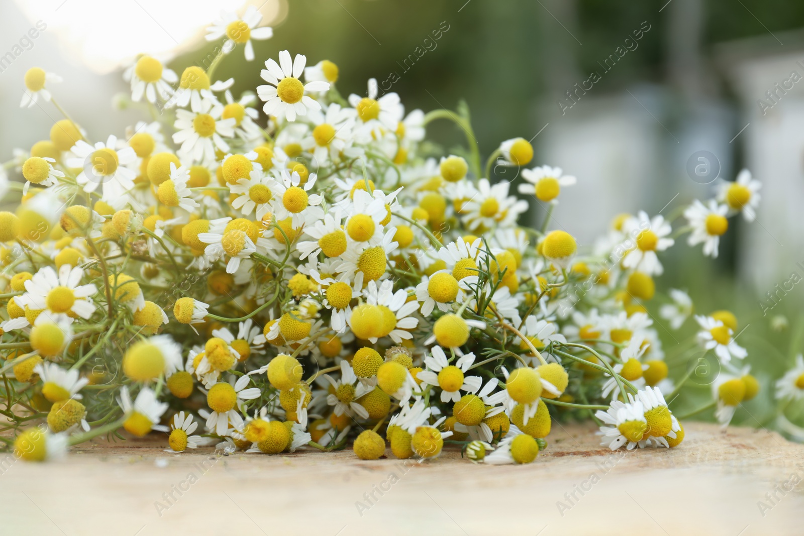 Photo of Beautiful bouquet of chamomiles on stump outdoors, closeup