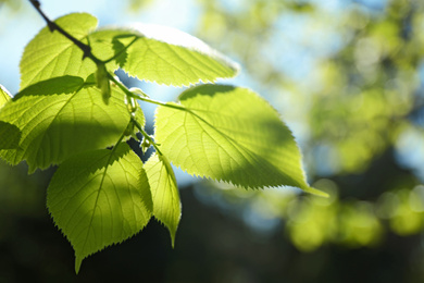 Tree branch with green leaves on sunny day