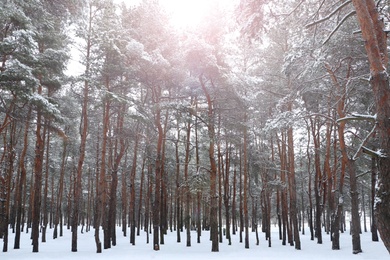 Photo of Picturesque view of beautiful forest covered with snow