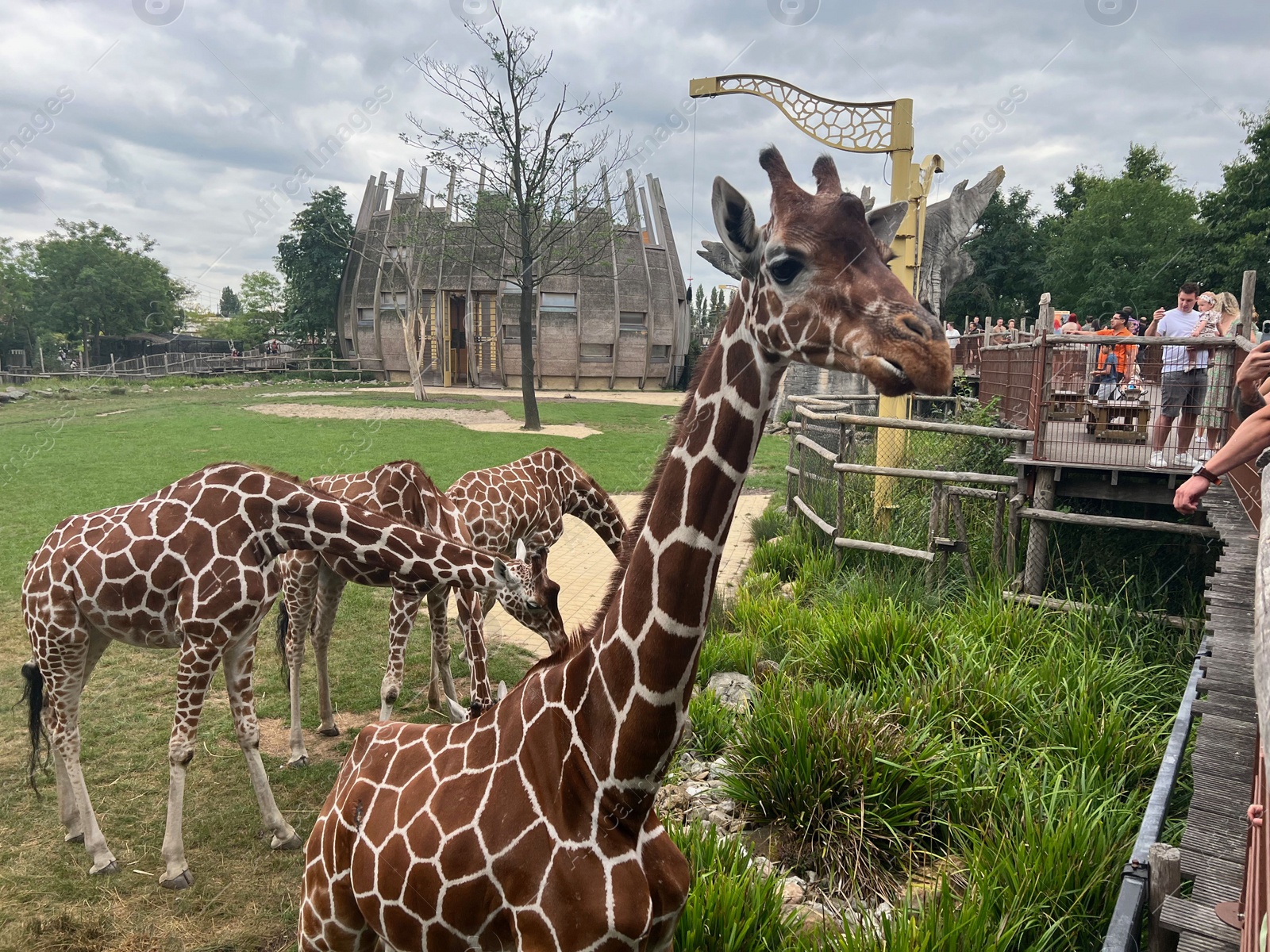 Photo of Rotterdam, Netherlands - August 27, 2022: Group of beautiful giraffes in zoo enclosure