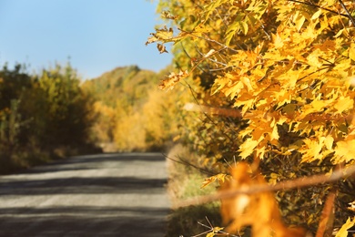 Photo of Tree with beautiful sunlit autumn leaves, closeup. Space for text