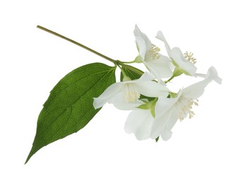 Photo of Branch of jasmine flowers and leaves isolated on white