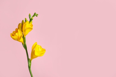 Photo of Beautiful yellow freesia flower on pink background. Space for text