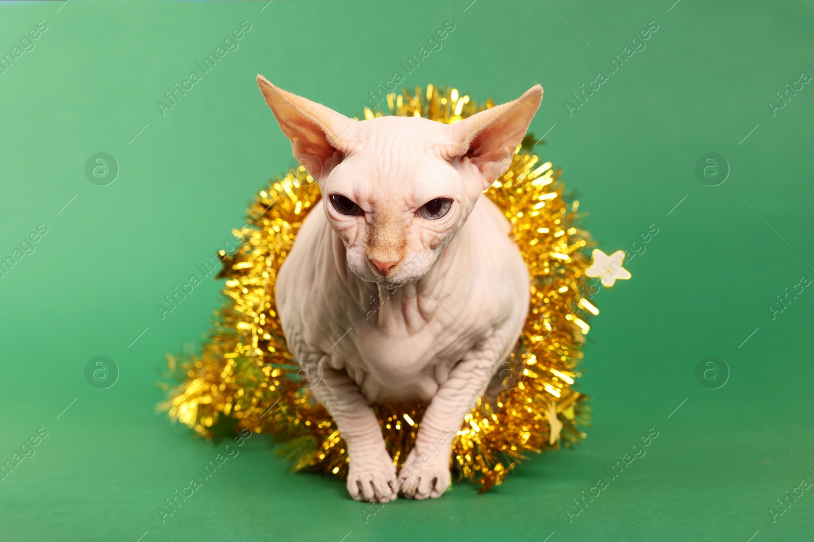 Photo of Adorable Sphynx cat with golden tinsel on green background