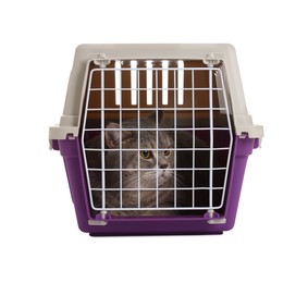 Photo of Travel with pet. Cute cat in carrier on white background