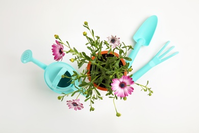 Photo of Blooming flowers and gardening equipment on white background, top view