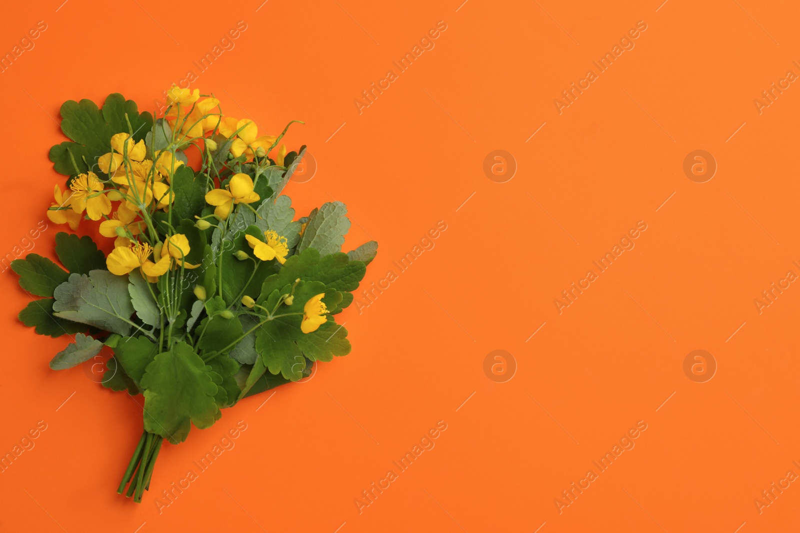 Photo of Celandine with beautiful yellow flowers on orange background, top view. Space for text