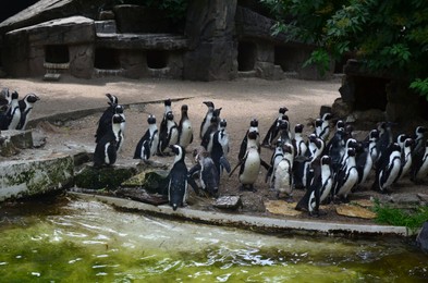 Photo of Colony of penguins near pool in zoo enclosure
