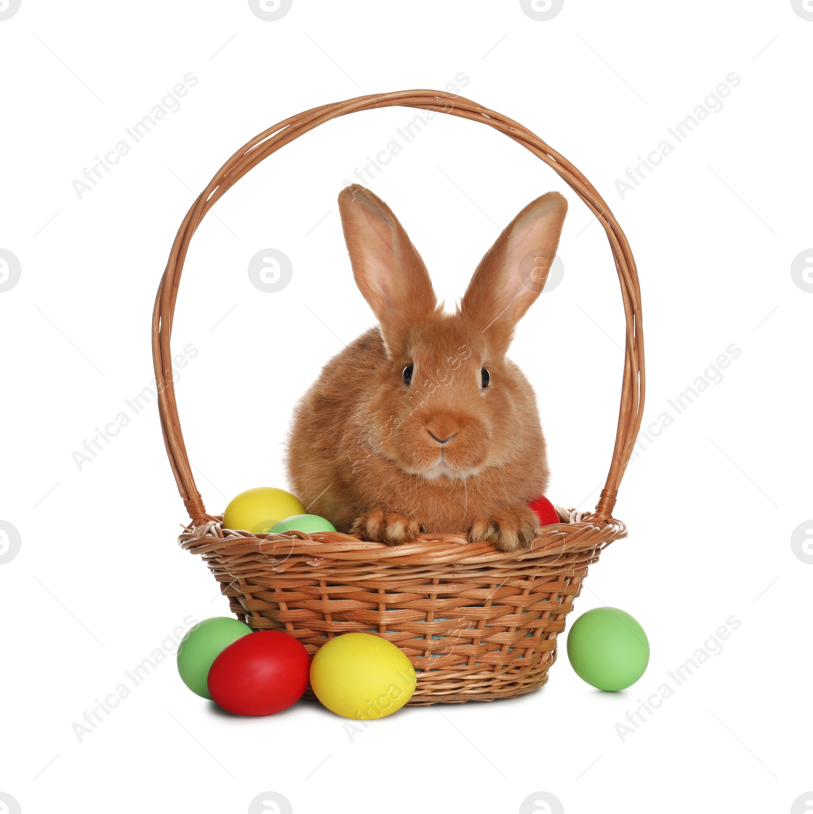 Photo of Adorable furry Easter bunny in wicker basket with dyed eggs on white background