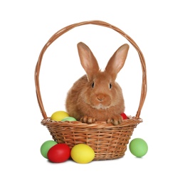 Photo of Adorable furry Easter bunny in wicker basket with dyed eggs on white background