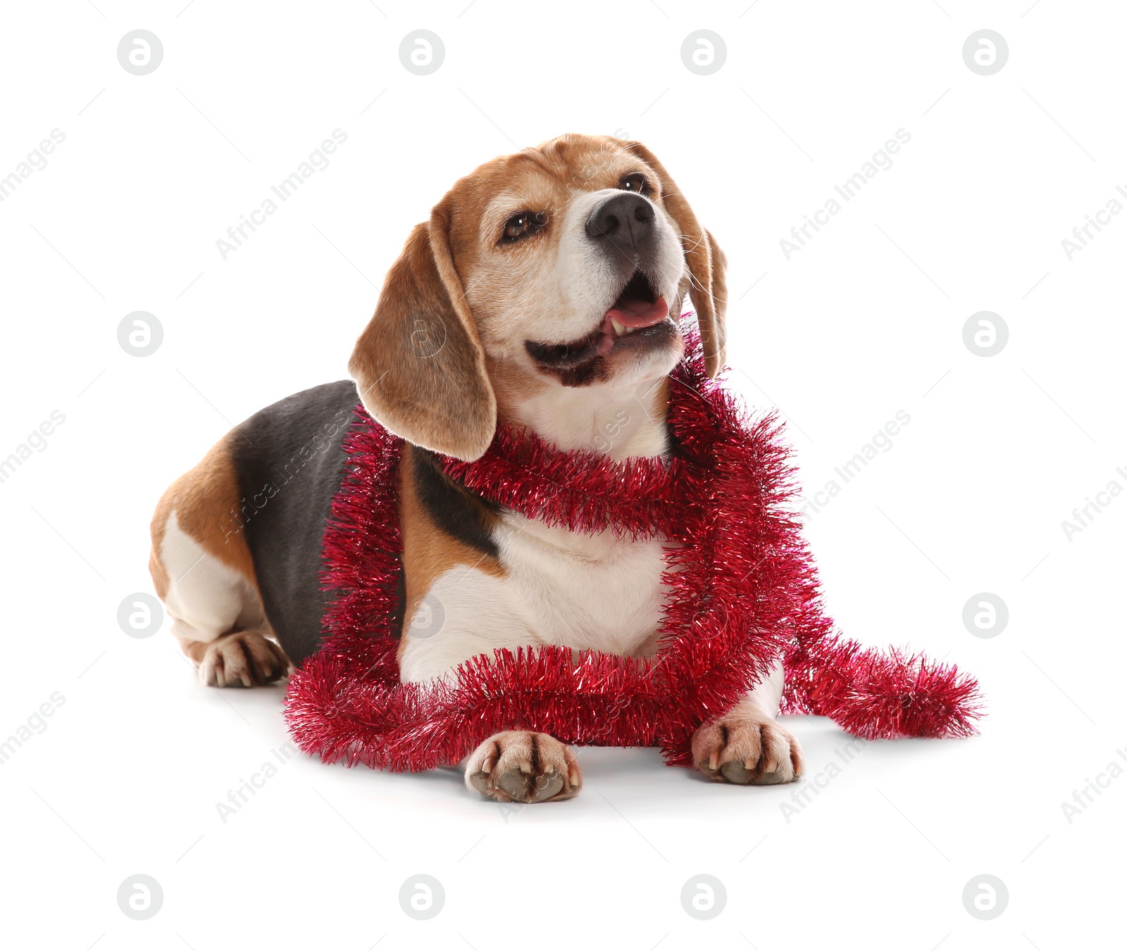 Photo of Cute Beagle dog with red Christmas tinsel on white background