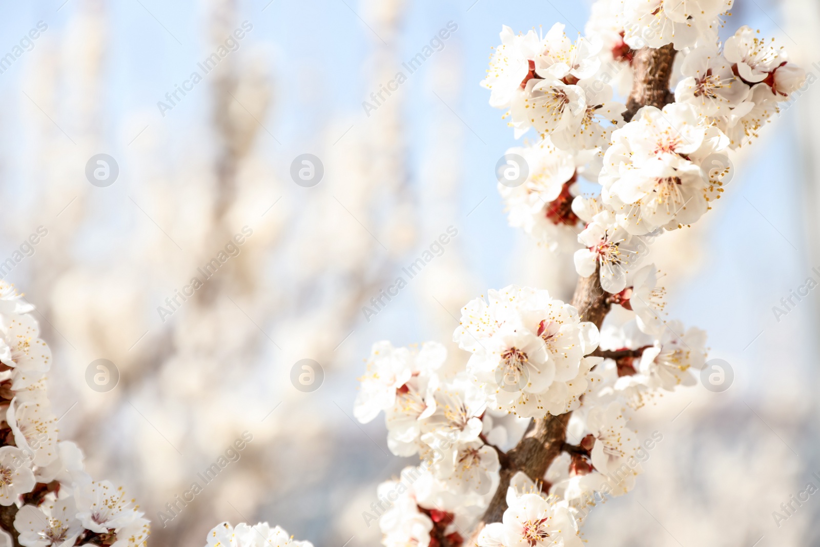 Photo of Beautiful apricot tree branches with tiny tender flowers outdoors, space for text. Awesome spring blossom